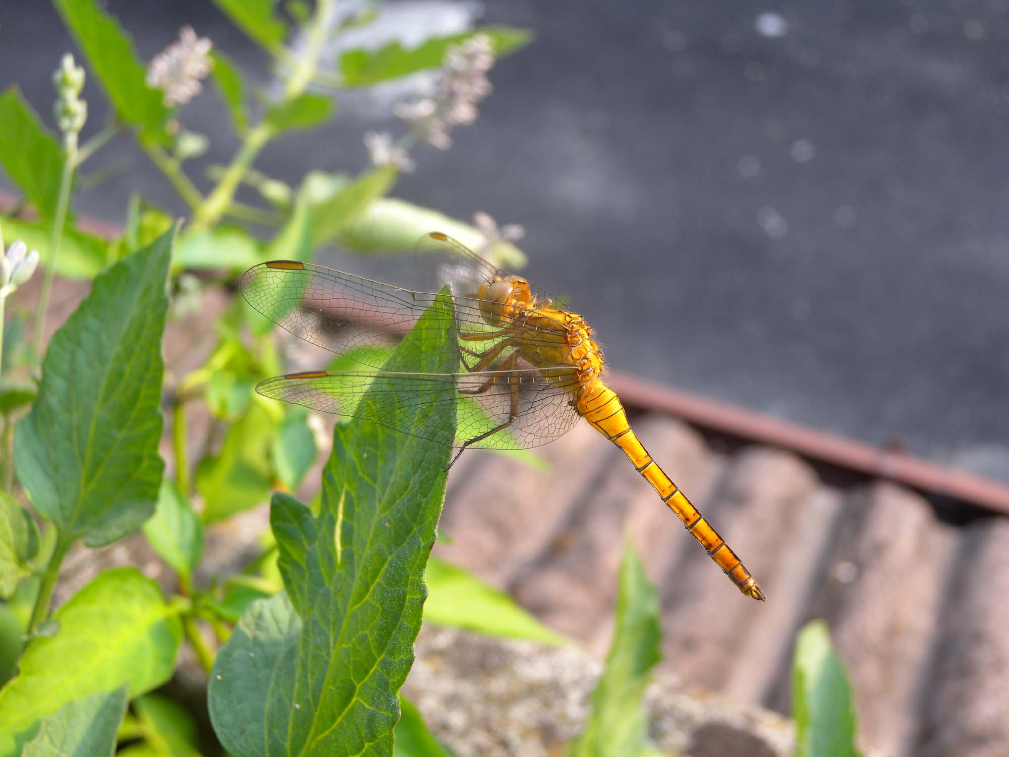 carrellata di Orthetrum coerulescens